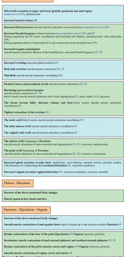 Figure 2. Phases of the sexual response. Control mechanisms by the  peripheral nervous system, somatic and autonomic (sympathetic and  parasympathetic).