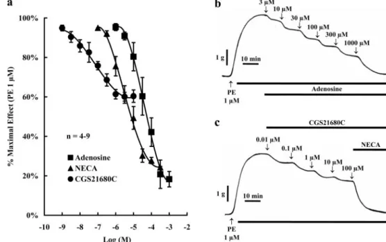 Fig. 1. Relaxation of HCC strips by 1 to 1000 ␮ M adenosine and its stable analogs NECA (0.1–300 ␮M) and CGS 21680C (0.001–10 ␮M)