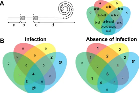 Fig 1. PD catheters. Schematic diagram of the catheter segments including the silicone based segments: