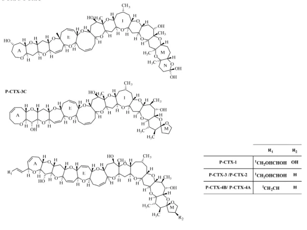 Figure 1. Structures Caribbean (C) and Pacific (P) CTX-group toxin. The epimers, P-CTX-2  (52-epi P-CTX-3), P-CTX-4A (52-epi P-CTX-4B) and C-CTX-2 (56-epi C-CTX-1) are  indicated in parenthesis