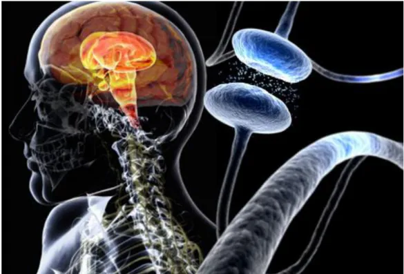 Figura  1  -  Comunicação  entre  neurônios  por  meio  de  neurotransmissores,  com  destaque na figura do crânio, a localização dos gânglios da base e, à direita, em modo  de  visão  ampliada,  dois  neurônios  realizando  uma  sinapse  (Extraída  e  ada