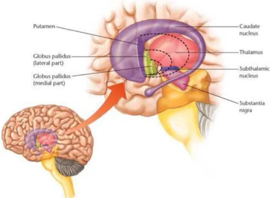 Figura 2   -  Aspectos anatômicos associados à DP   (Extraída e modificada  de planetaebiologia.blogspot.com, 2015)