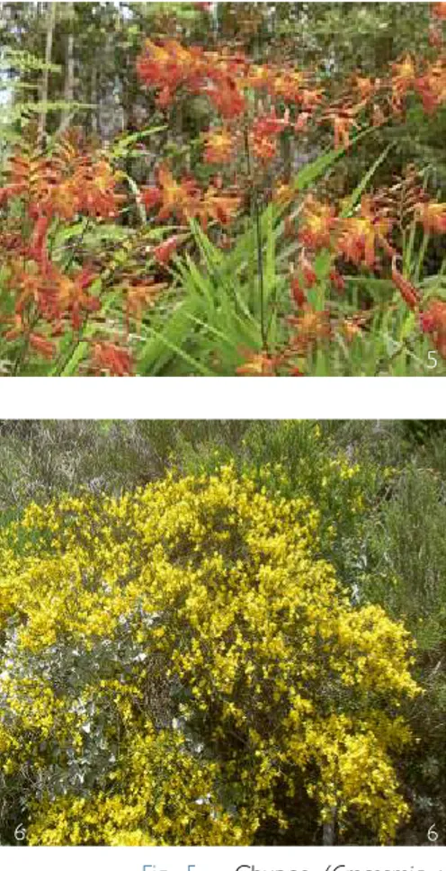 Fig.  5  -  Chupos  ( Crocosmia   x  crocosmiﬂora,  Iridaceae). 