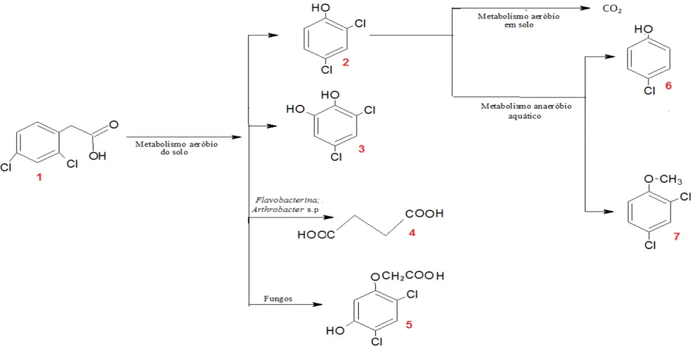 Figura 1.4 - Vias de degradação do 2,4-D no ambiente. Legenda:  1 ácido 2,4-diclorofenoxiacético;  2 2,4-diclorofenol (DCP);  3 2,4-diclorocatecol;  4 succinato;  5 ácido  2,4-dicloro-5-hidroxifenoxiacético;  6 4-clorofenol;  7 2,4-dicloroanisol