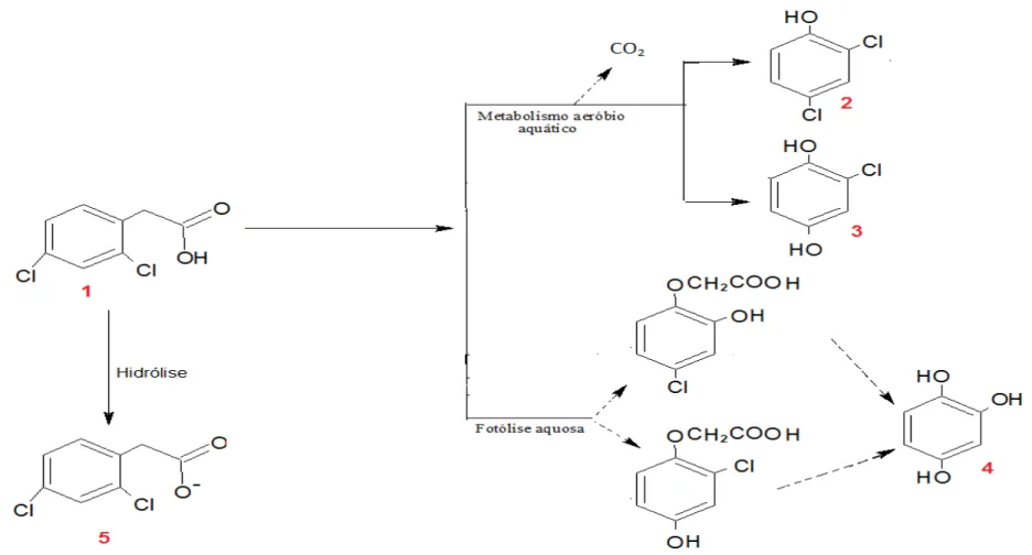 Figura 1.5 – Vias de degradação do 2,4-D no ambiente (II). Legenda:  1 ácido 2,4-diclorofenoxiacético;  2 2,4-diclorofenol (DCP);  3 clorohidroquinona;  4 1,2,4- 1,2,4-benzenotriol;  5  anião do 2,4-D
