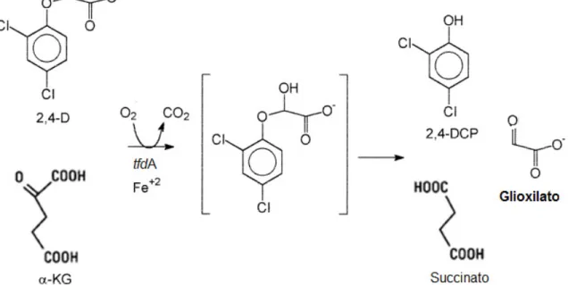 Figura 1.8- Reacção global do 2,4-D via dioxigenase α-cetoglutarato-dependente.  