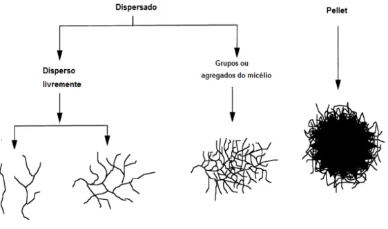 Figura 1.10 - Morfologia das hifas encontradas em culturas submersas de fungos filamentosos  e actinomicetas