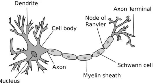 Figure 2.3: The axon terminal buttons are the connection points between sending neurons (pre-synaptic) and the synapses of receiving neurons (post-synaptic)
