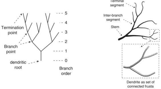 Figure 3.2: Left image - Topological analyses disregard the metric features and describe the connections in the graph underlying the dendritic tree structure