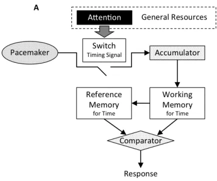 Figure  1A.  The  architecture  of  a  generic  pacemaker-accumulator  model  of  time  perception  (following  Gibbon  et  al.,  1984)