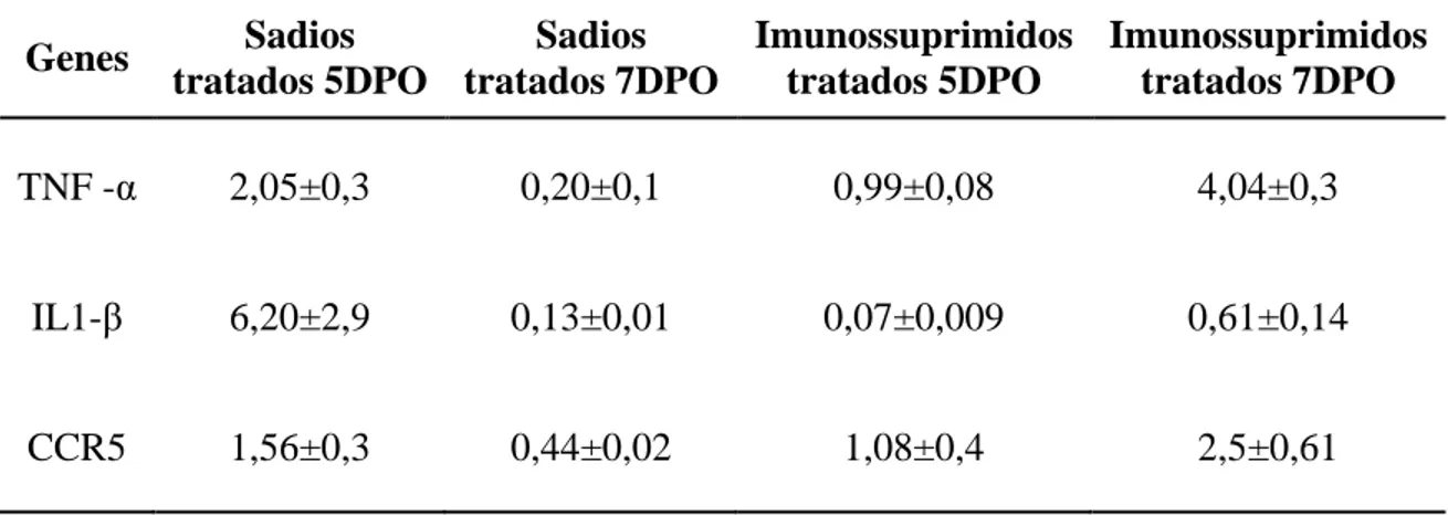 Tabela 2 – Fold dos animais sadios e imunossuprimidos tratados com L-Arginina nos tempos de 5 e 7 DPO