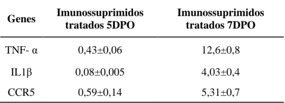 Tabela 3 – Fold dos animais sadios tratados e imunossuprimidos tratados com L-Arginina nos tempos de 5 e  7 DPO