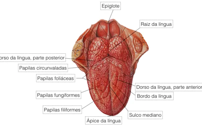 Figura 3. Anatomia externa da língua (Adaptado de: Sobotta, 2006) 