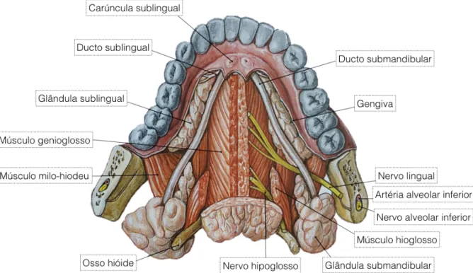 Figura 4. Anatomia do pavimento da boca (Adaptado de: Sobotta, 2006) 