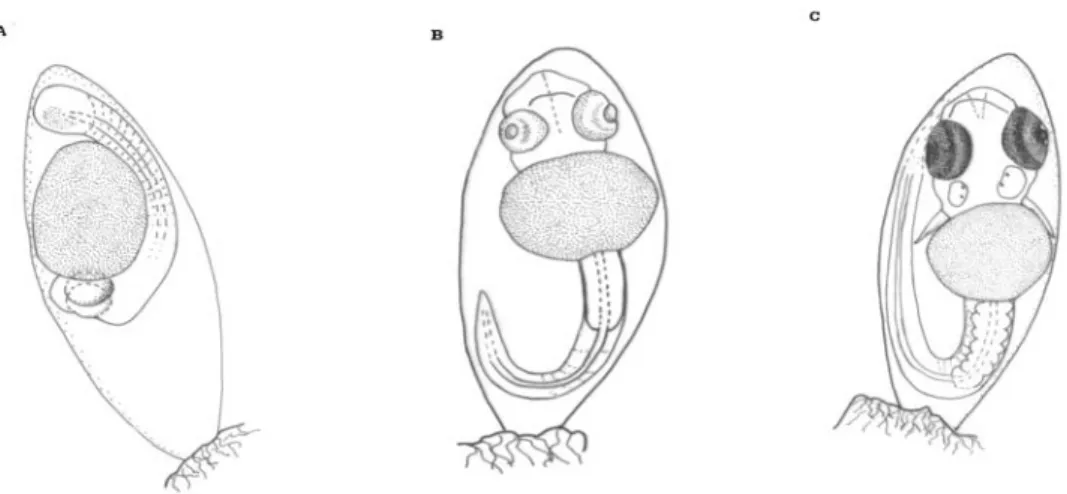 Figure 1. Eggs collected at di¡erent developmental stages: (A) embryo di¡erentiation (day 1); (B) embryo as long as major axis (day 3); (C) embryo prior to hatching (day 10).