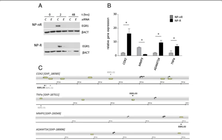 Fig. 3 Confirmation loss of EGR1 function. a NP-nR and NP-R clones were transfected with 30 nM siRNAs targeting EGR1 (E) or control (C) siRNA.