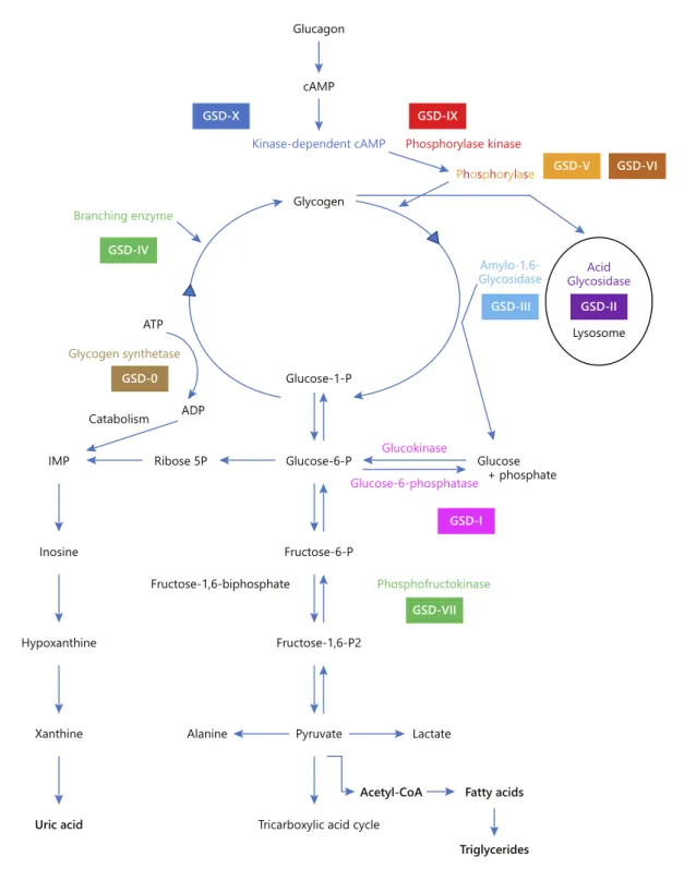Fig. 1.  Simplified scheme for the synthesis and degradation of glycogen and its enzymatic defects in several types  of glycogenesis.