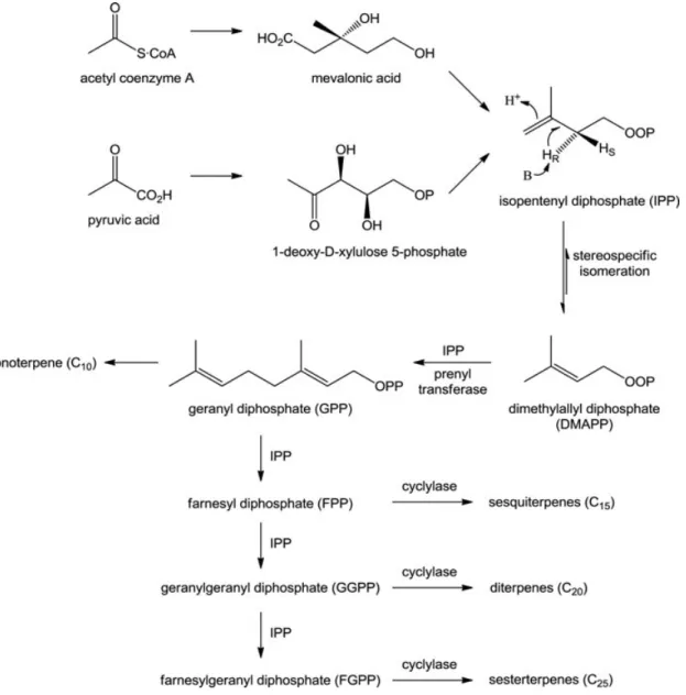 Figure 1. Biosynthetic pathways of terpenoid metabolites [2].