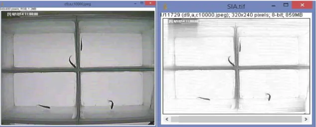Figura 4 - Exemplo da utilização da ferramenta de seleção poligonal no programa ImageJ