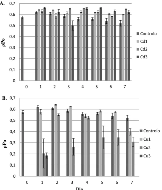 Figura 6. Efeito do Cd (A) e do Cu (B) no ρPo (rendimento máximo da fotoquímica primária)  durante 7 dias de tratamento