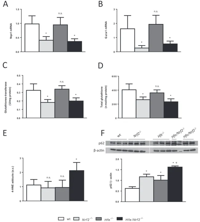 Fig. 9. Assessment of oxidative/electrophilic stress parameters in middle-aged mice. (A) Steady-state mRNA expression of Nqo1 and (B) Gsta1 in mouse livers, N=8–9