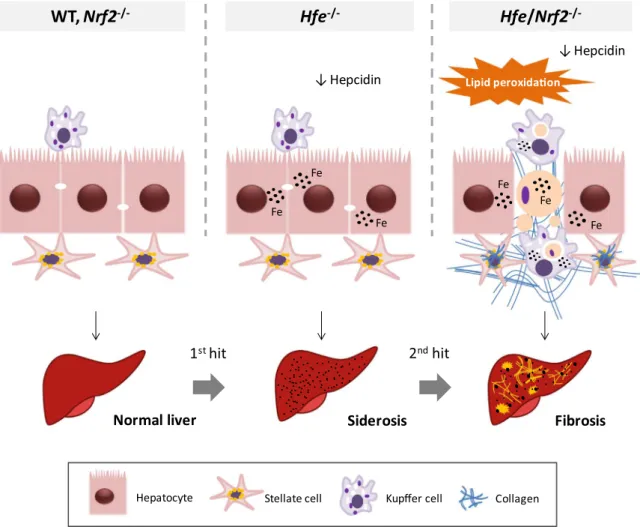 Fig. 10. Schematic diagram of the working model proposed for NRF2 in limiting oxidative damage and liver injury in HH