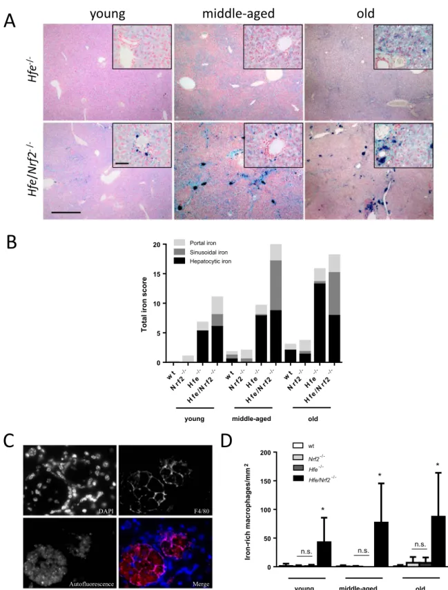 Fig. 4. Hepatic tissue iron distribution. (A) Perls’ prussian blue stain displaying distinct hepatic iron overload in Hfe -/- and Hfe/Nrf2 -/- mice of all age groups