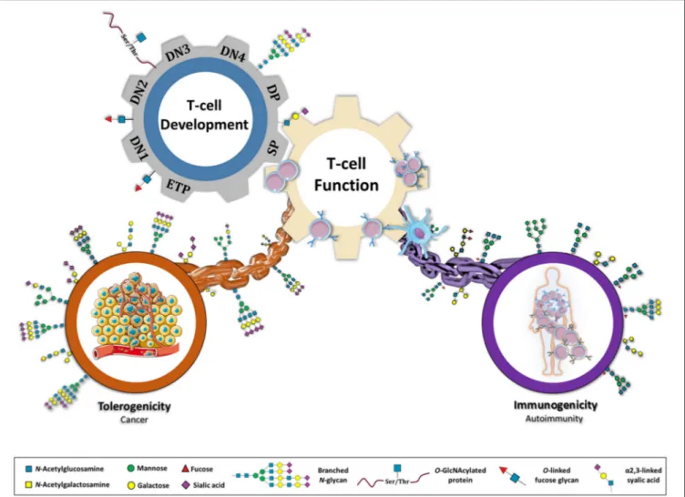 FIGURE 1 | Glycans as a major connective chain that controls T cell response in either a tolerogenic or immunostimulatory scenario
