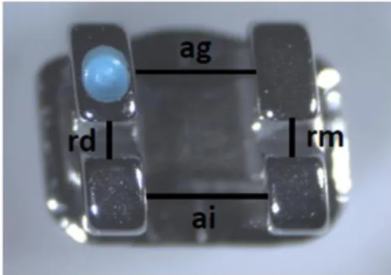 Figura 10 – Limites da base marcados para  cálculo da área no programa ImageJ1.45 