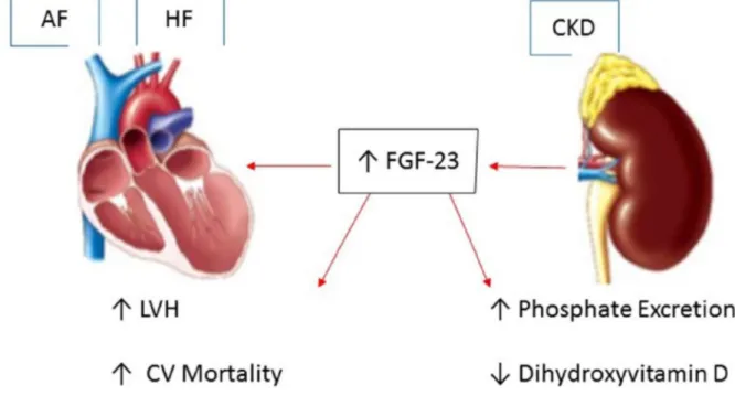 Figure 2. Fibroblast growth factor-23 (FGF-23): A key link between chronic kidney disease,  atrial fibrillation and heart failure