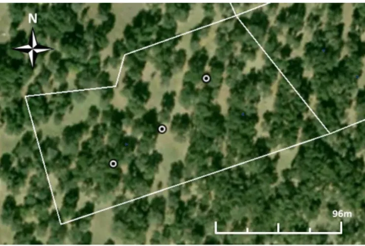 Figura 2 - Exemplo de localização das armadilhas de queda dentro de cada talhão experimental