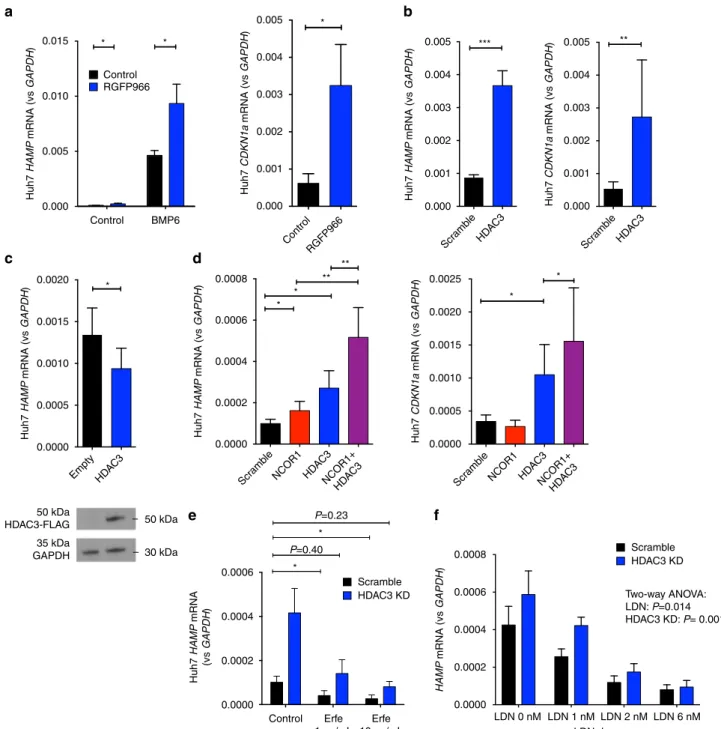 Fig. 7 Effects of HDAC3 inhibition on hepcidin expression. Effects of treatment of Huh7 cells with RGFP966 10 µ M on a HAMP ( n = 6 separate experiments, paired t -test) and CDKN1A mRNA expression ( n = 6 separate experiments, paired t -test)