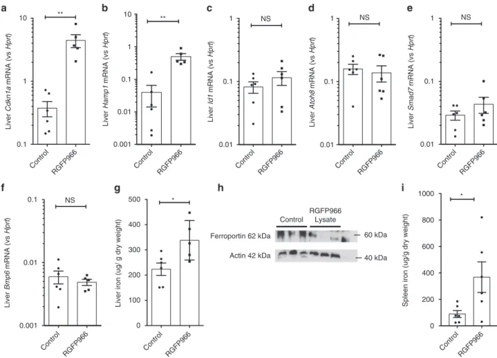 Fig. 8 Effects of HDAC3 inhibition in vivo on hepcidin expression in iron-de ﬁ cient mice