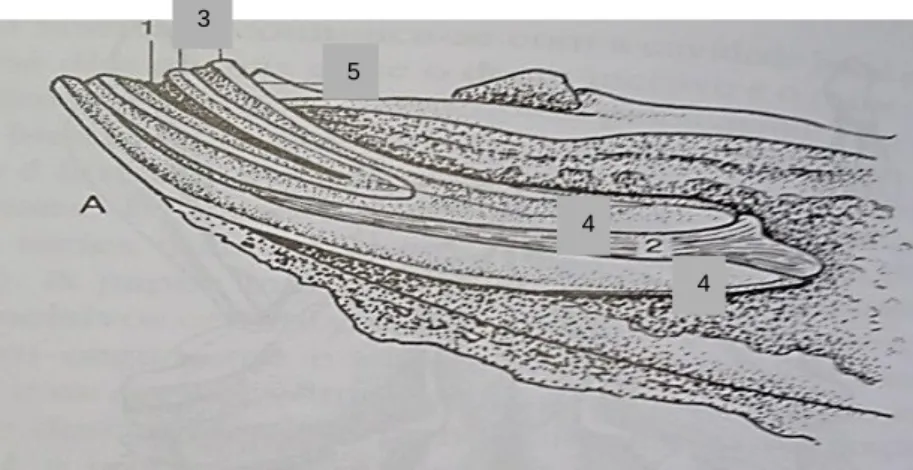 Figura  11.  Constituição  do  dente  em  corte  sagital.  1-cálice, 2-cavidade  pulpar,  3-anéis  de  esmalte externo e interno,  4-cemento, 5-superfície  lingual