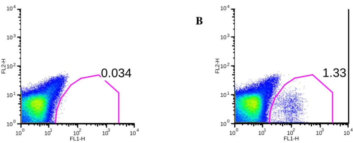 FIGURA  11, só é possível detectar uma população com um nível de fluorescência devido  a  YFP  num  ratinho  que  foi  colonizado  pela  estirpe  DM006  (ver  FIGURA   11-B),  e  não  num ratinho que não foi colonizado por esta estirpe (ver  FIGURA  11-A)