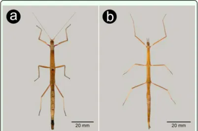 Figure 1. General habitus in dorsal view: a – female Carausius morosus,  b – female Clonopsis gallica