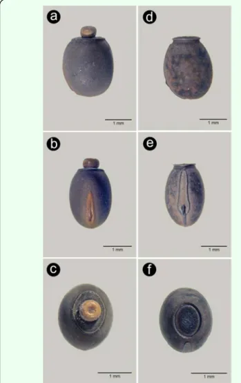 Figure 4. Comparison of both species eggs: lateral view (a, d), dorsal  view (b, e), anterior pole (c, f); a, b, c – Carausius morosus, d, e, f –  Clo-nopsis gallica