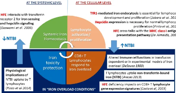 Figure 6. Diagram representation of the dual role of the human hemochromatosis protein HFE as a  critical molecule in the reciprocal interactions between iron homeostasis, the major histocompatibility  complex (MHC) and lymphocyte functions