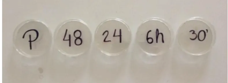 Figura 3- Caixas de vidro nas quais as amostras  foram guardadas. 30' - 30 minutos; 6h - 6 horas; 24 - 