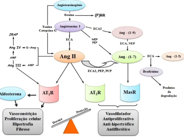 Figura  4  –  Via  do  Sistema-Renina-Angiotensina  (SRA). Ocorre  à  clivagem  do  angiotensinogênio  pela  renina,  em  seguida  ocorre  a  formação  da  Ang  I,  que  é  subsequentemente  clivada  em Ang II pela ECA
