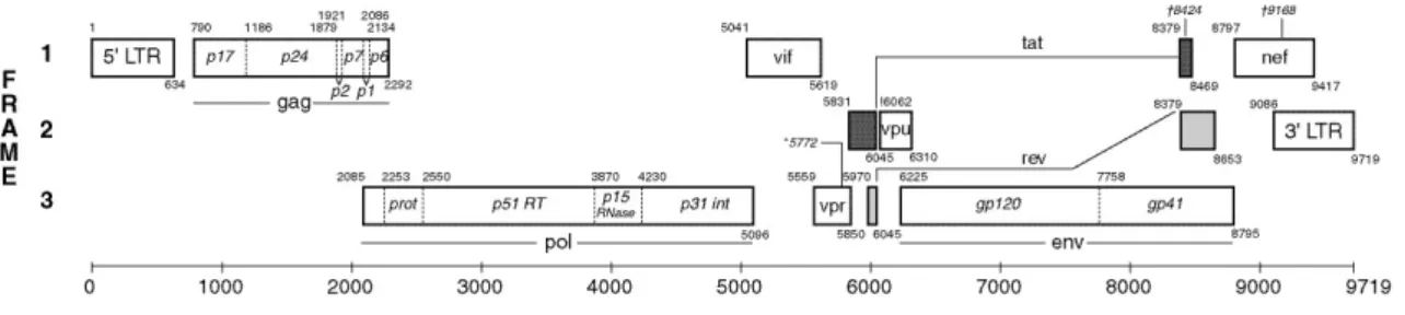 Fig. 2 - Pontos de referência do genoma da estirpe HXB2 (HIV-1).