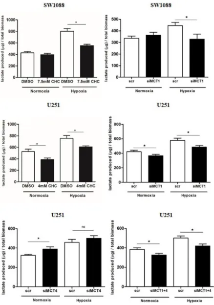 Figure 2: Lactate secretion upon MCT inhibition.  Extracellular lactate levels upon MCT pharmacological (CHC) and genetic  inhibition  (siRNA)  in  SW1088  and  U251  cells  under  hypoxia  conditions;  results  are  the  mean±SEM  of  at  least  three  in