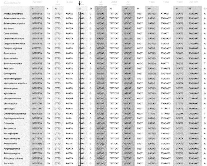 Fig. 3. Compilation of mammalian tRNA Glu genes. Nucleotide position 14724 (arrow) in the human gene is boxed