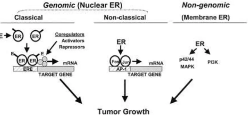 Figura 3 – Vias Genómica e não Genómica de sinalização dos estrogénios (retirado de  (21)) 