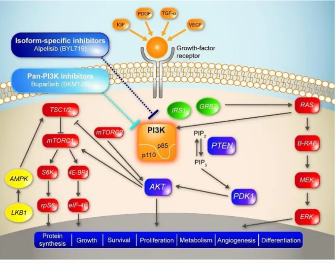 Figure 3 – The RTK/PI3K/MAPK signalling pathways. The MAPK pathway: The growth factors such as IGF,  PDFG, TGF-α, VEGF bind to the extracellular part of the respective receptor