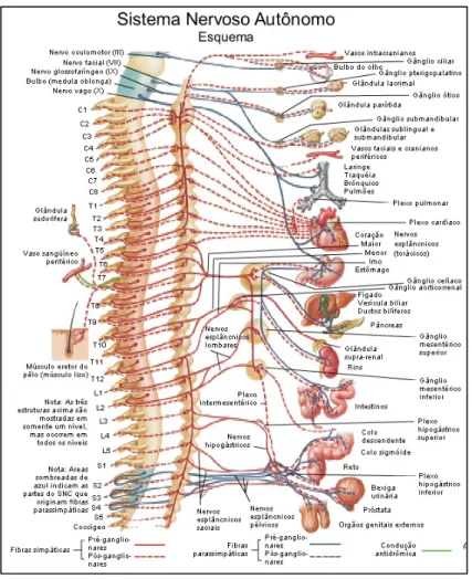 Figura  5.  Esquema  representativo  do  sistema  nervoso  autônomo  simpático  e  parassimpático