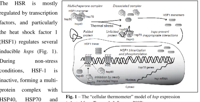 Fig. 1 – The “cellular thermometer” model of hsp expression  (adapted from Tomanek &amp; Somero 2002)