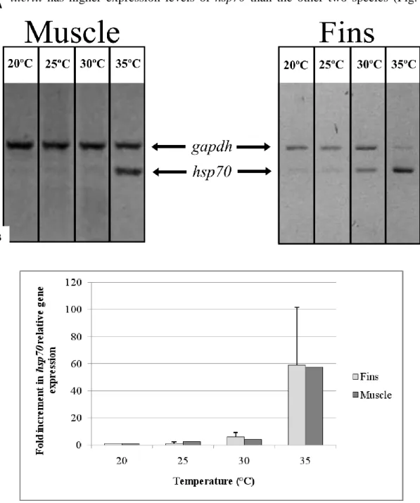 Fig.  3  -  Comparison  of  hsp70  gene  expression  patterns  between  fin  clips  and  muscle  samples  from  S