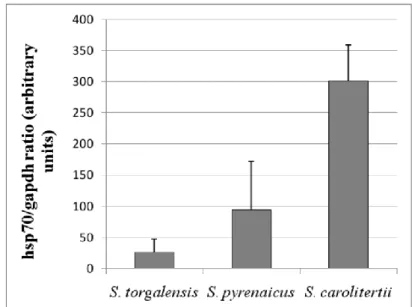 Fig. 5 – Hsp70 fold increment in long term survival experiments for all the studied species