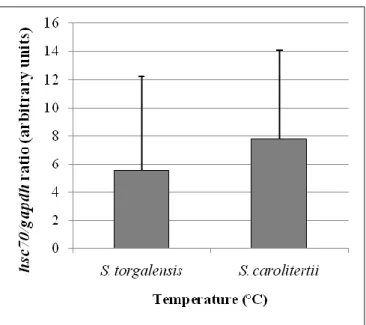 Fig. 6 -  Hsc70 expression levels at 20ºC. 